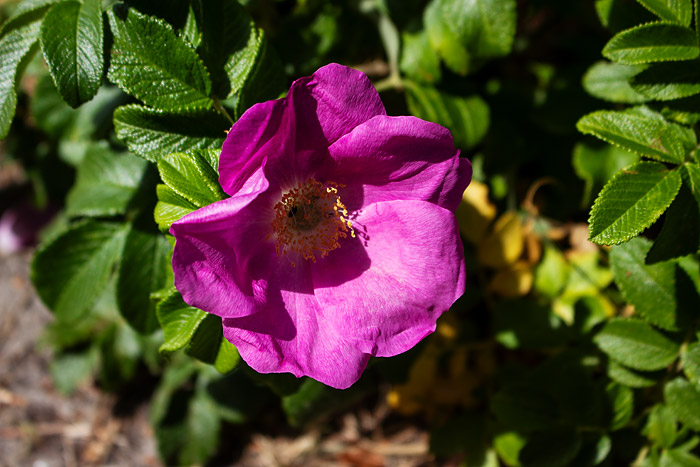 Bl&uuml;te der Kartoffelrose