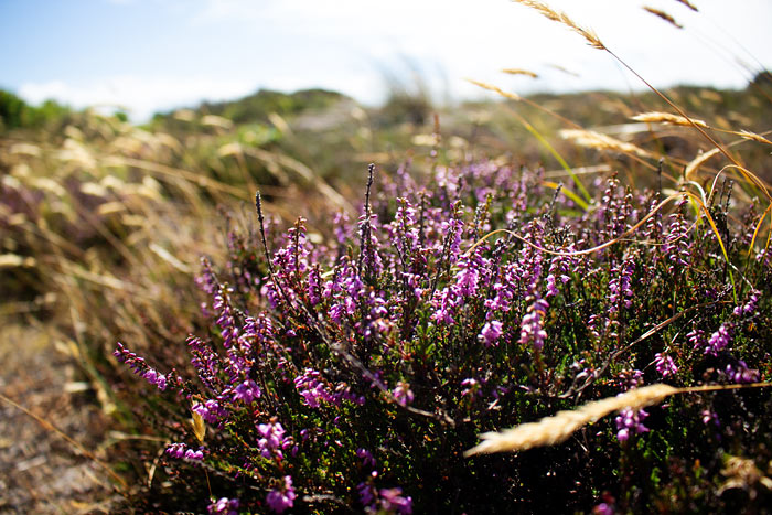 Besenheide im Sanddorntal