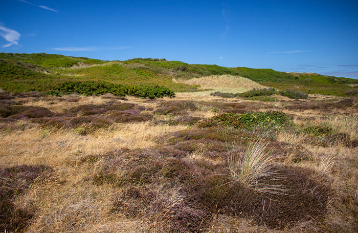 Heided&uuml;nen bei der Saline