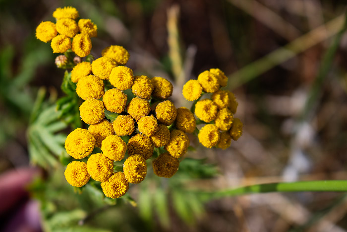 Rainfarn in der Nahaufnahme