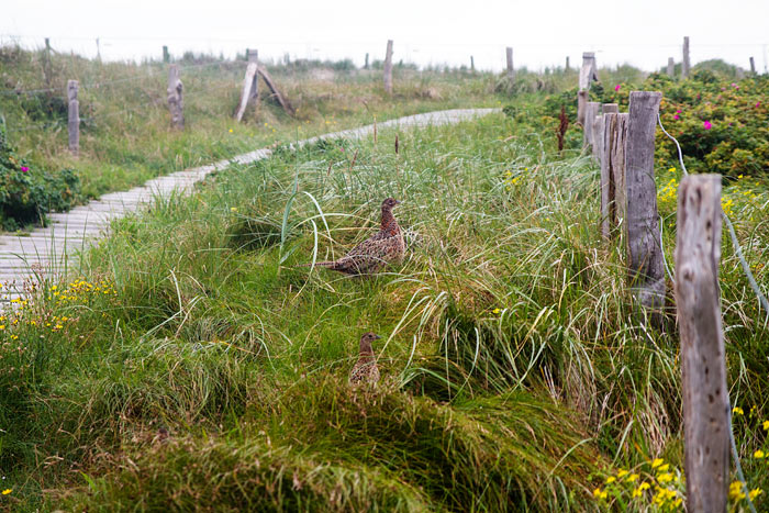 Fasane in den Westd&uuml;nen