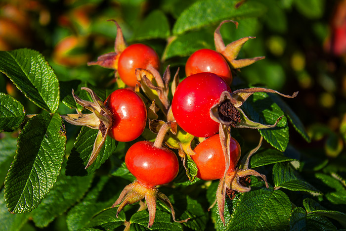 Hagebutten der Kartoffelrose