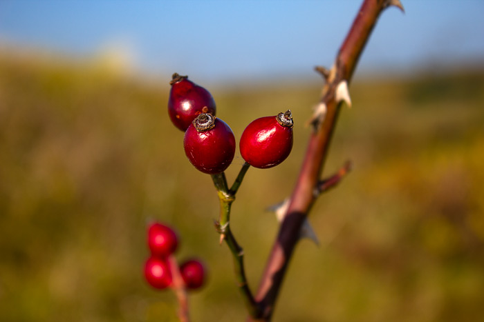 Hagebutten der Hundsrose
