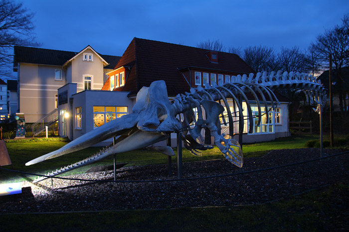 Rosenhaus mit Pottwal-Skelett