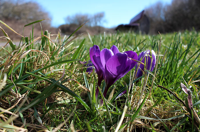 Krokusse am Stra&szlig;enrand