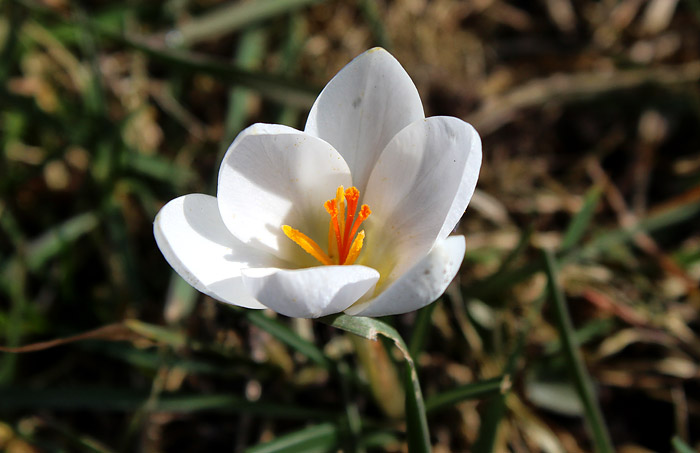 Wei&szlig;er Krokus