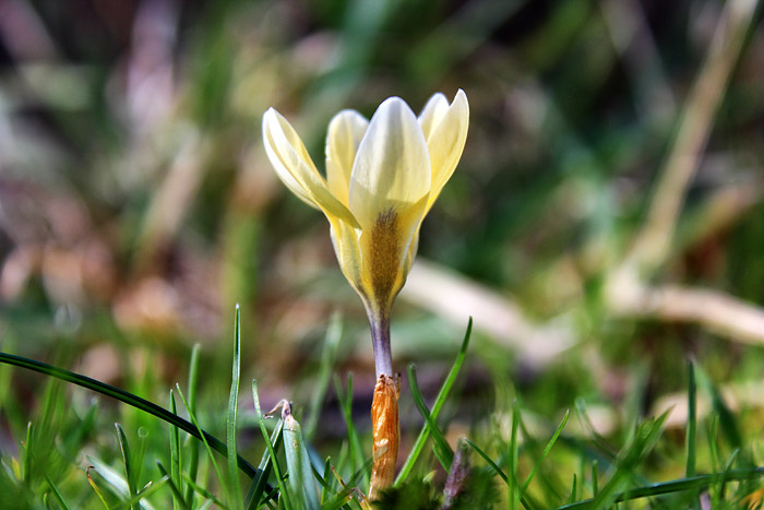 Bl&uuml;hender Fr&uuml;hlingsbote