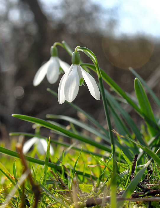 Schneegl&ouml;ckchen aus der N&auml;he