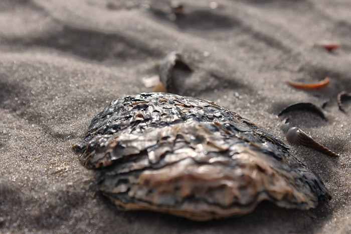 Austernschale am Oststrand