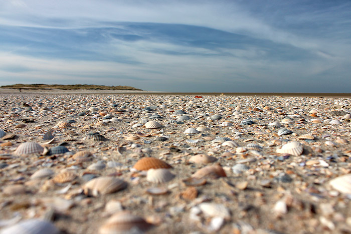 Muschelreste am Ostende