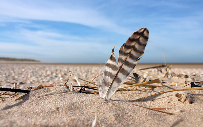Vogelfeder am Oststrand