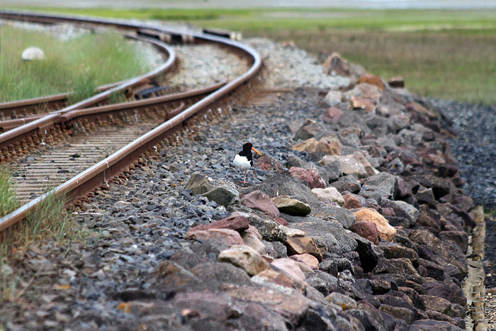 Austernfischer auf dem Bahndamm