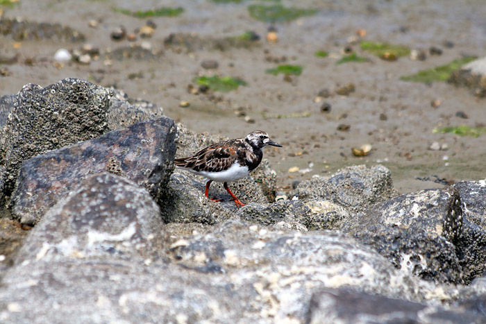 Steinw&auml;lzer am Bahndamm