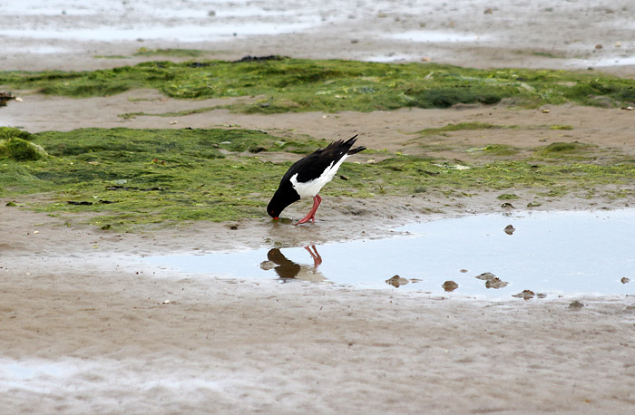 Austernfischer auf Nahrungssuche