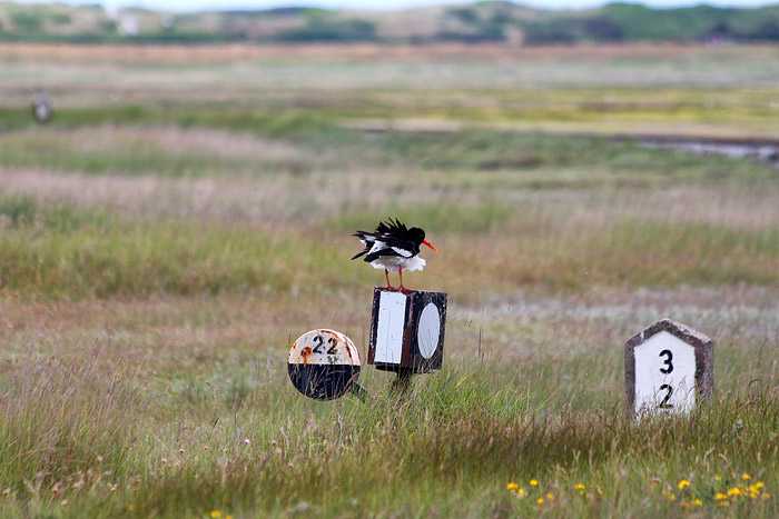 Austernfischer am Rande der Bahnstrecke