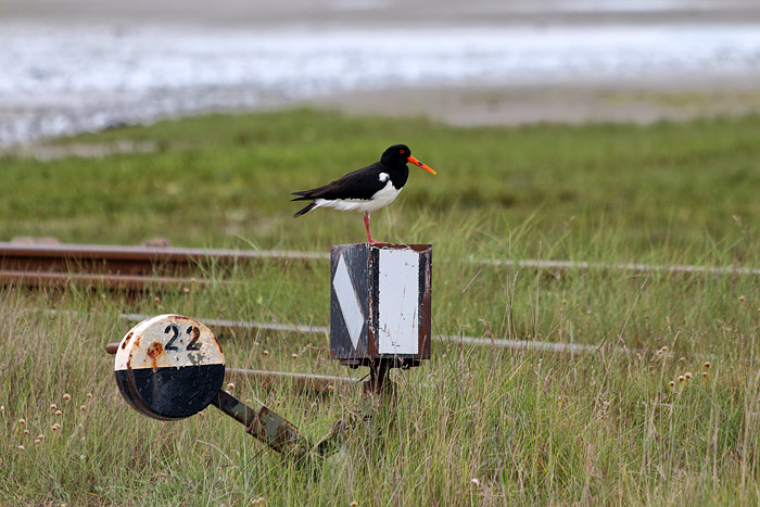 Rastender Austernfischer