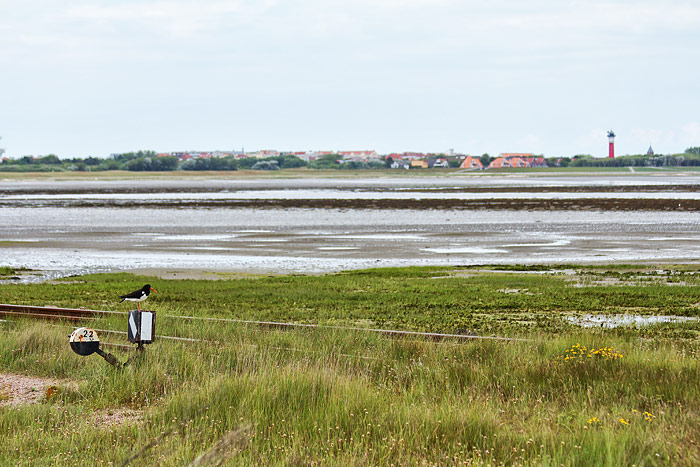 Austernfischer am Rande der Bahnstrecke