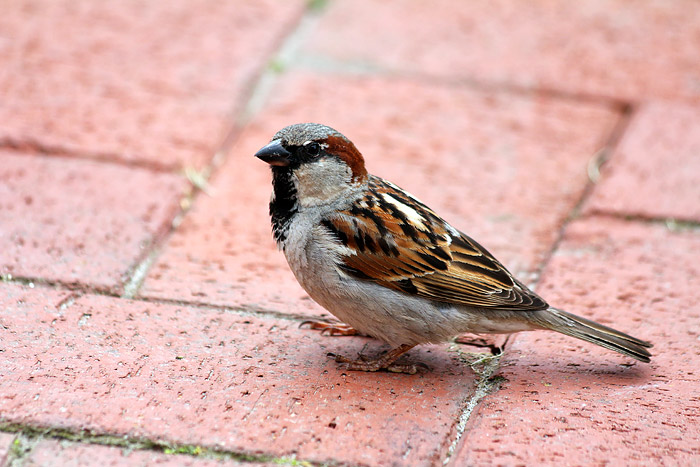 Haussperling-M&auml;nnchen