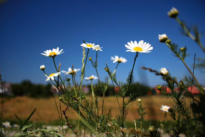Falsche Strandkamille
