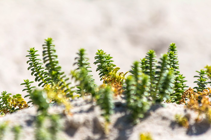 Salzmiere am Rande der Ostdünen