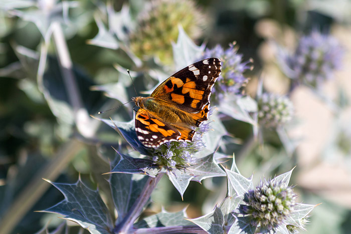 Stranddistel mit Distelfalter