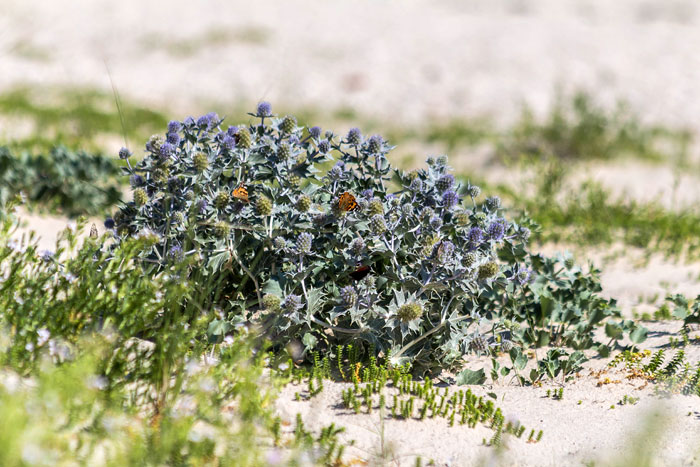 Bl&uuml;hende Stranddisteln