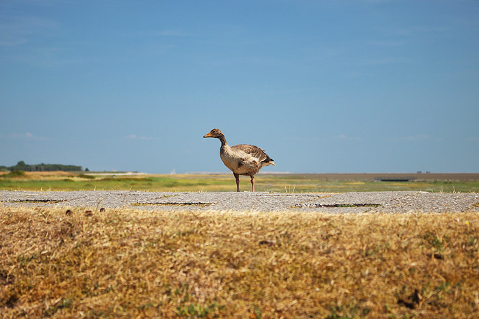 Graugans auf dem Westgrodendeich