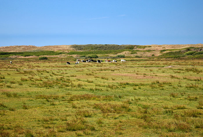 K&uuml;he auf der Weide