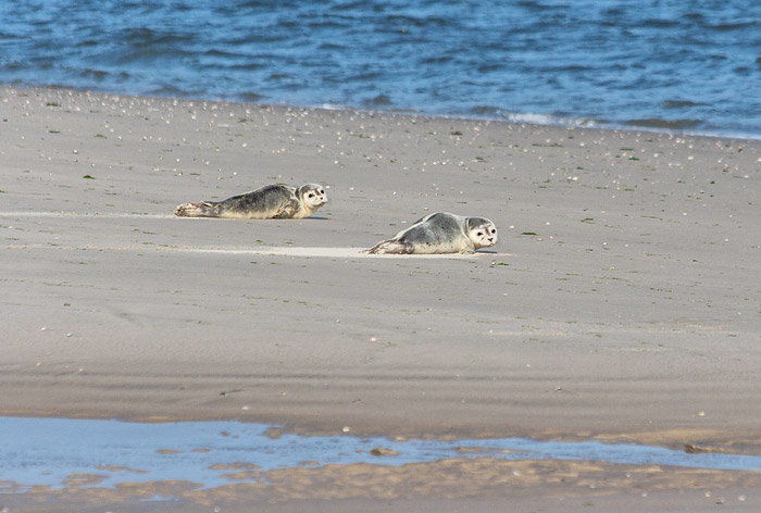 Seehunde am Osteert