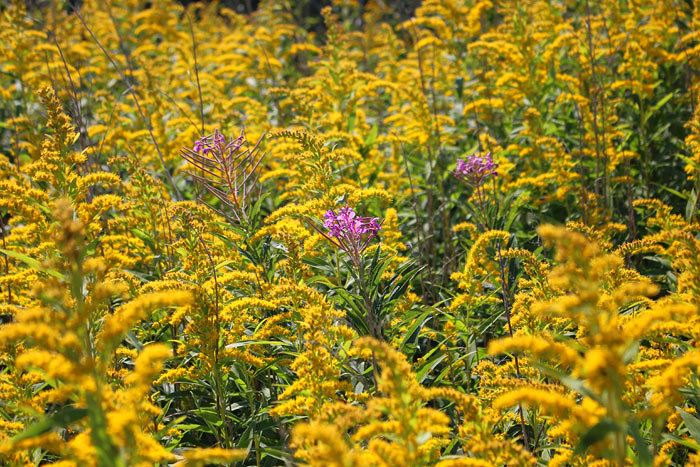 Bl&uuml;tenmeer in Gelb und Lila