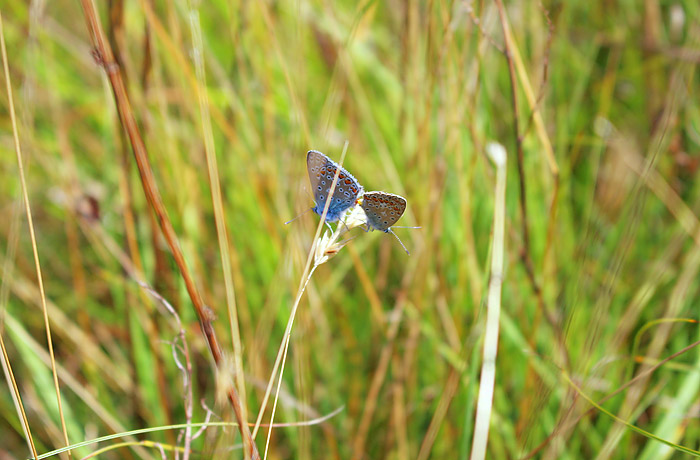 Bl&auml;ulinge bei der Paarung