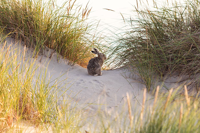 Feldhase in den Wei&szlig;d&uuml;nen