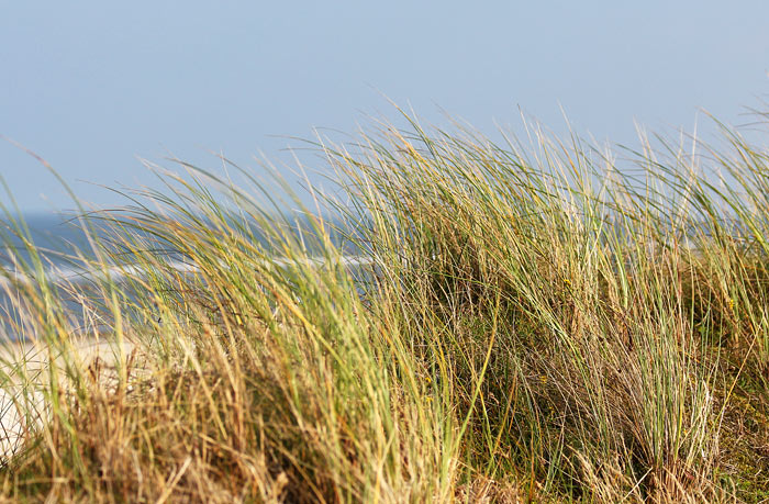 Dünengras