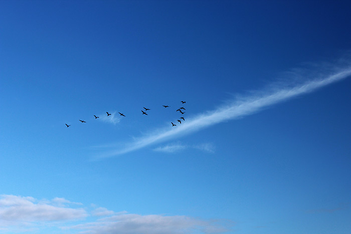 Vogelzug &uuml;berm Westende