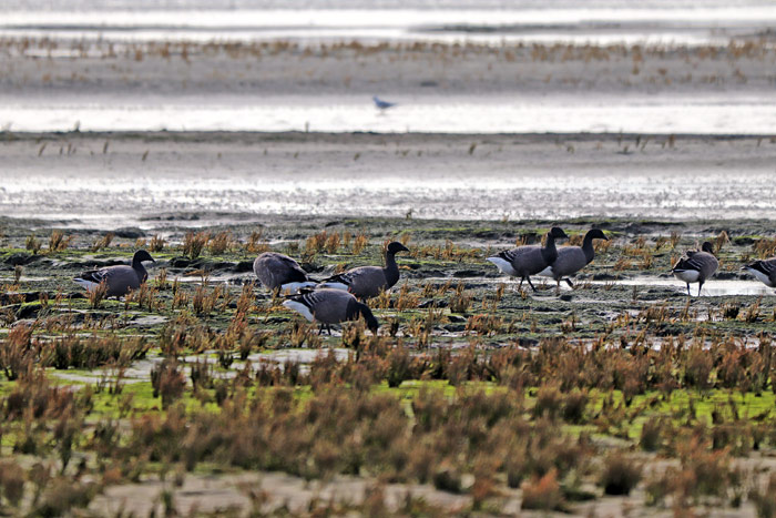 Ringelg&auml;nse bei der Nahrungssuche