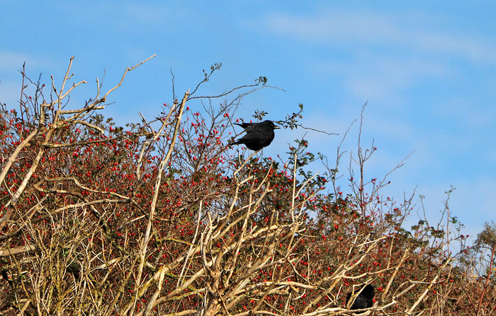 Rabenkr&auml;he in den Ostd&uuml;nen