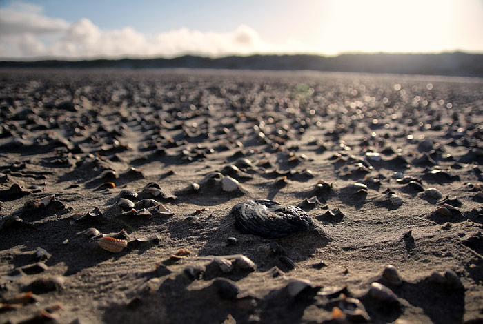 Muscheln im Gegenlicht