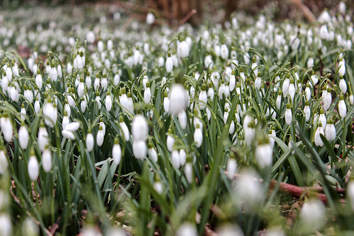 Schneegl&ouml;ckchen-Wiese im Steingarten