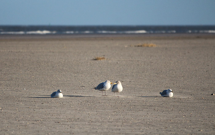 Turtelnde Silbermöwen