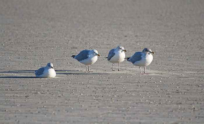 Silberm&ouml;wen am Strand