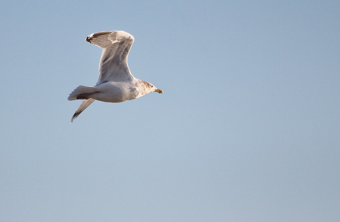 Silberm&ouml;we im Flug