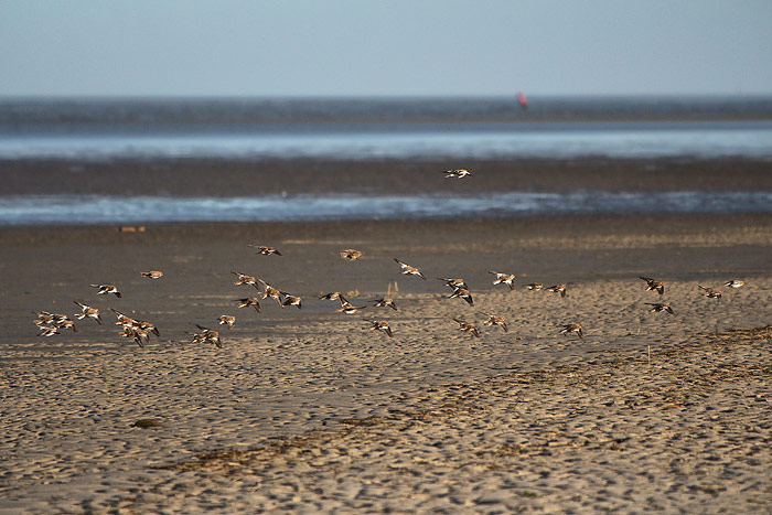 Schneeammern am Sp&uuml;lsaum