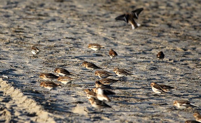 Schneeammern bei der Nahrungssuche