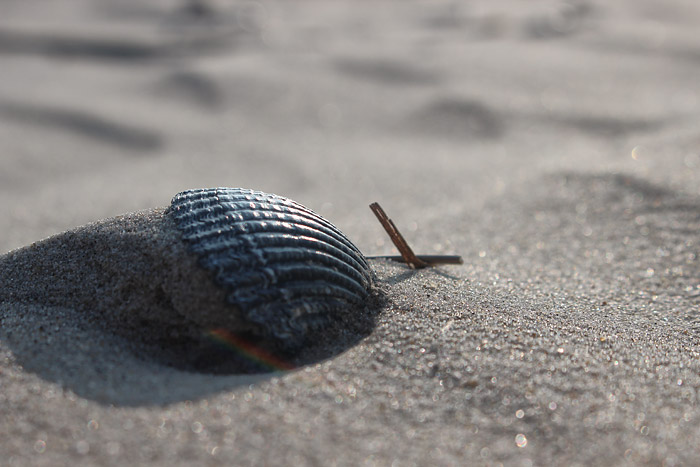 Herzmuschel im Sand