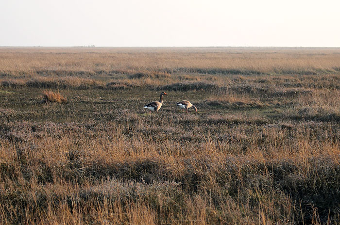 Graug&auml;nse im Ostau&szlig;engroden