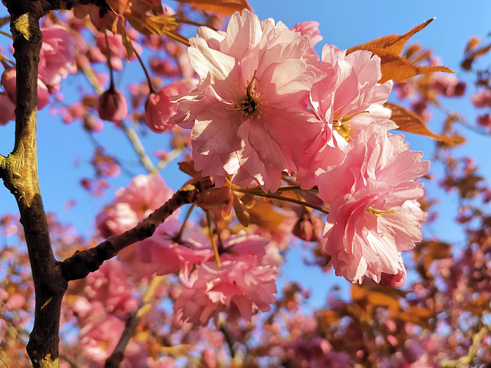 Japanische Bl&uuml;tenkirsche
