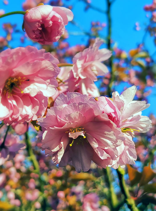 Japanische Bl&uuml;tenkirsche