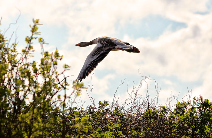 Graugans im Flug