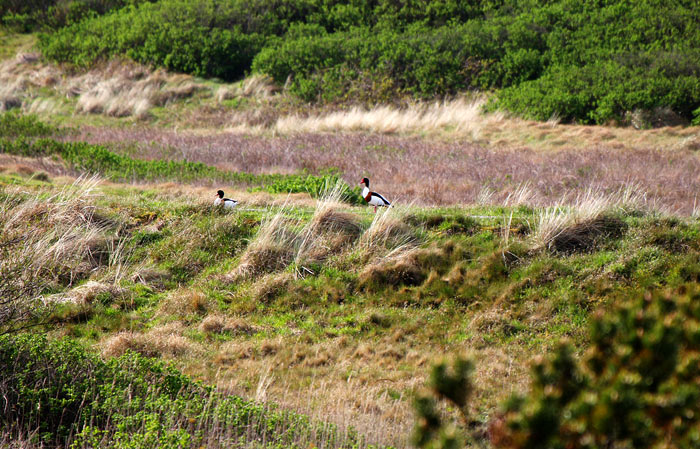 Brandg&auml;nse auf dem alten Westgrodendeich