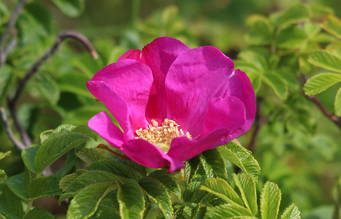 Bl&uuml;te der Kartoffelrose